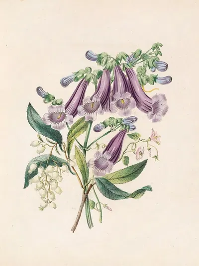 Jacaranda, Tormantosa And Arbutus by Джеймс Акерман, 1847 — digital art print download