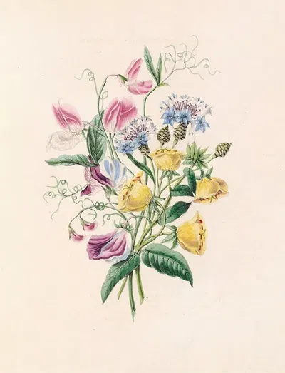 Sweet Pea, Bluebottle Centaury, And Evening Primrose by James Ackerman, 1847 — digital art print download