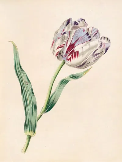 The Tulip by Джеймс Акерман, 1847 — digital art print download