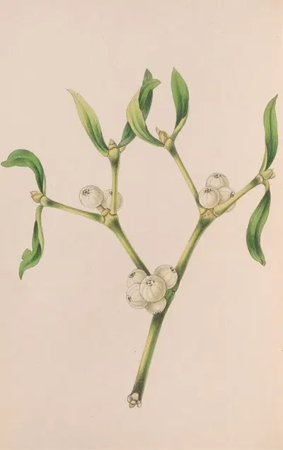 Christmas Rose by John Stevens Henslow, 1840 — digital art print download