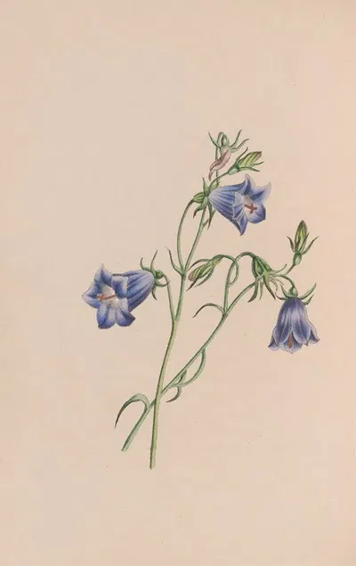 Everlasting by John Stevens Henslow, 1840 — digital art print download