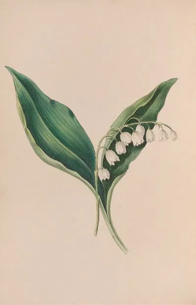 Forget-Me-Not by John Stevens Henslow, 1840 — digital art print download