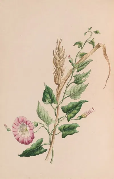 Geranium by John Stevens Henslow, 1840 — digital art print download