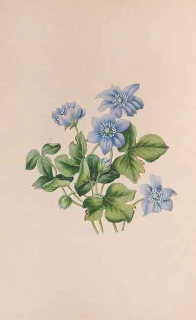Hepatica by John Stevens Henslow, 1840 — digital art print download