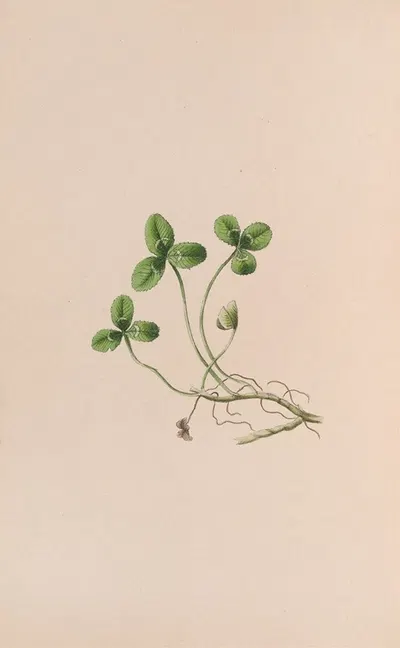 Lily Of The Valley by John Stevens Henslow, 1840 — digital art print download