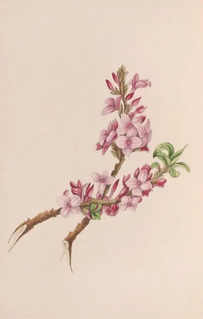 Mezereon by John Stevens Henslow, 1840 — digital art print download
