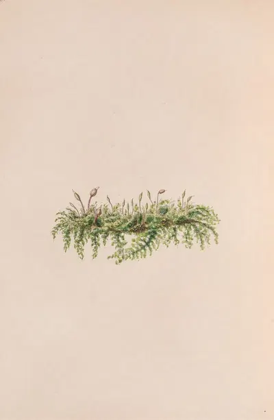 Mistletoe by John Stevens Henslow, 1840 — digital art print download