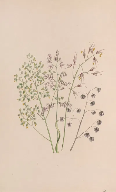 Moss Rose by John Stevens Henslow, 1840 — digital art print download