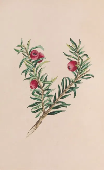 Moss by John Stevens Henslow, 1840 — digital art print download