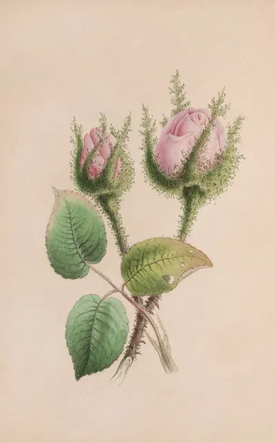 Musk Mallow by John Stevens Henslow, 1840 — digital art print download