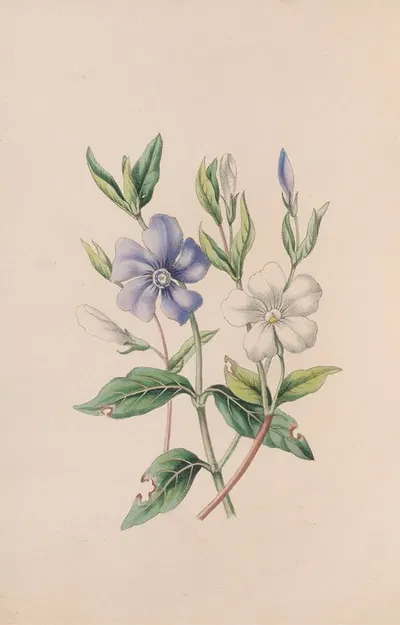 Periwinkle by John Stevens Henslow, 1840 — digital art print download