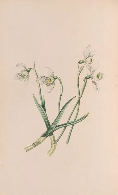 Snowdrop by John Stevens Henslow, 1840 — digital art print download