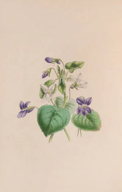 Sweet Scented Violet by John Stevens Henslow, 1840 — digital art print download