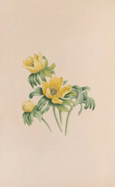 Winter Aconite by John Stevens Henslow, 1840 — digital art print download