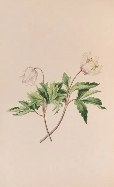 Wood Anemone by John Stevens Henslow, 1840 — digital art print download