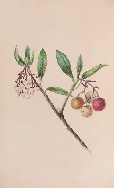 Yew by John Stevens Henslow, 1840 — digital art print download