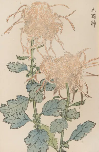 Keika hyakugiku, Pl.02 by Keika Hasegawa, 1893 — digital art print download