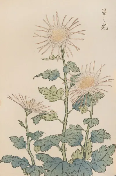 Keika hyakugiku, Pl.04 by Keika Hasegawa, 1893 — digital art print download