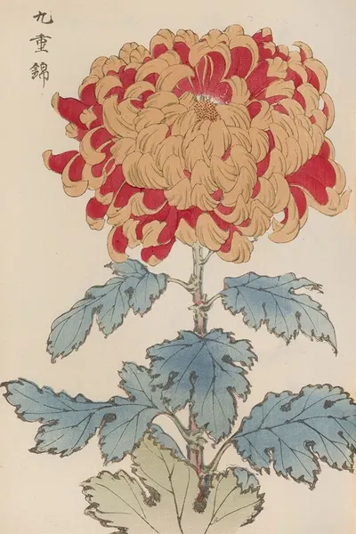 Keika hyakugiku, Pl.05 by Keika Hasegawa, 1893 — digital art print download