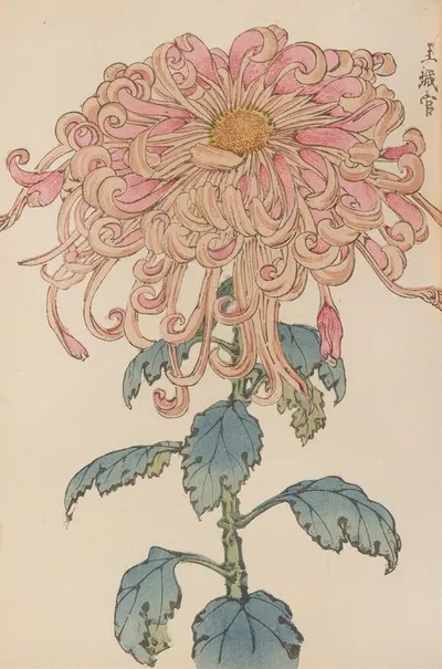 Keika hyakugiku, Pl.06 by Keika Hasegawa, 1893 — digital art print download