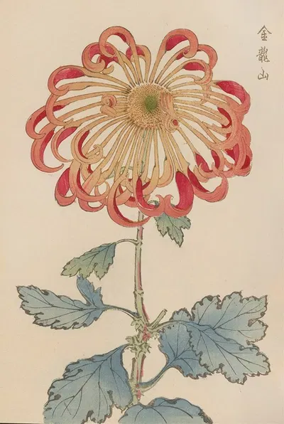 Keika hyakugiku, Pl.08 by Keika Hasegawa, 1893 — digital art print download
