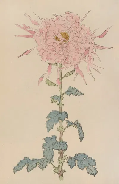 Keika hyakugiku, Pl.09 by Keika Hasegawa, 1893 — digital art print download