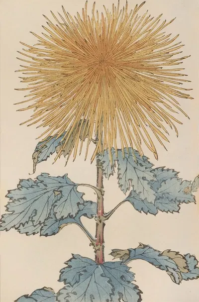 Keika hyakugiku, Pl.10 by Keika Hasegawa, 1893 — digital art print download