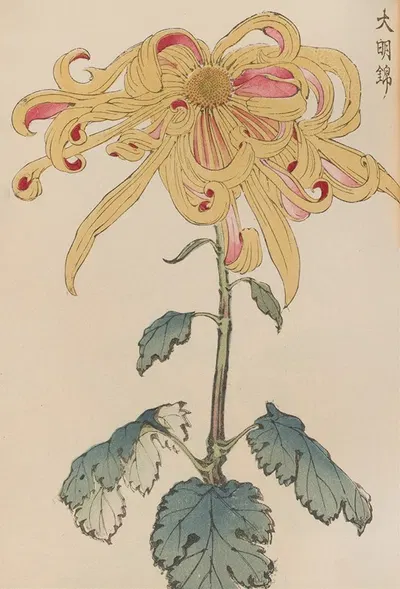 Keika hyakugiku, Pl.11 by Keika Hasegawa, 1893 — digital art print download