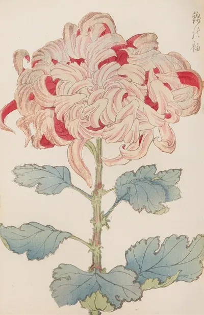 Keika hyakugiku, Pl.13 by Keika Hasegawa, 1893 — digital art print download