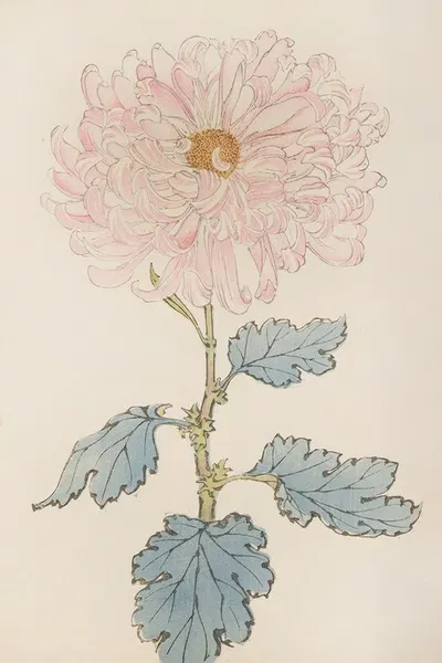 Keika hyakugiku, Pl.14 by Keika Hasegawa, 1893 — digital art print download
