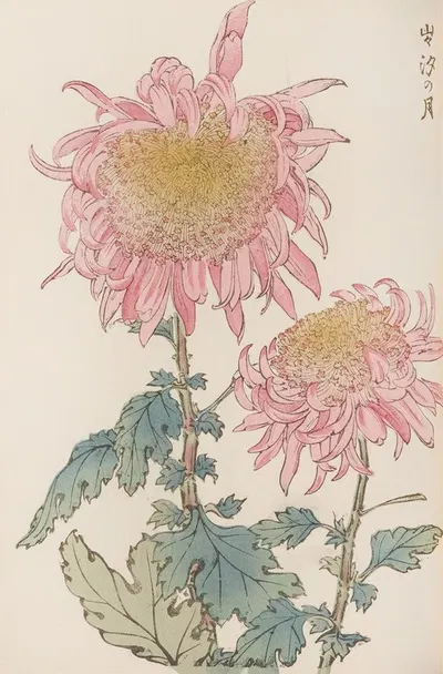 Keika hyakugiku, Pl.17 by Keika Hasegawa, 1893 — digital art print download