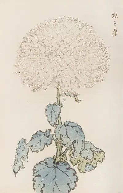 Keika hyakugiku, Pl.19 by Keika Hasegawa, 1893 — digital art print download