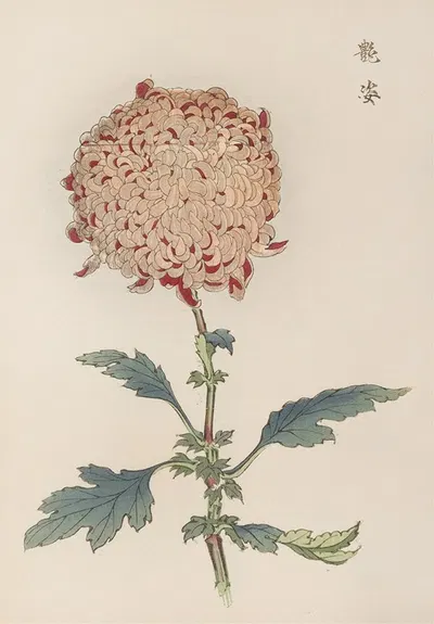 Keika hyakugiku, Pl.21 by Keika Hasegawa, 1893 — digital art print download
