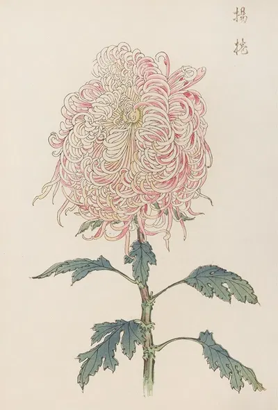 Keika hyakugiku, Pl.22 by Keika Hasegawa, 1893 — digital art print download