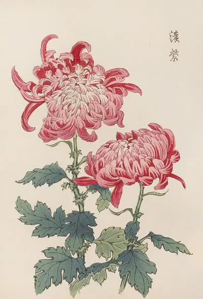 Keika hyakugiku, Pl.23 by Keika Hasegawa, 1893 — digital art print download