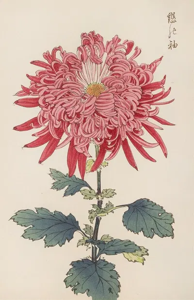 Keika hyakugiku, Pl.24 by Keika Hasegawa, 1893 — digital art print download