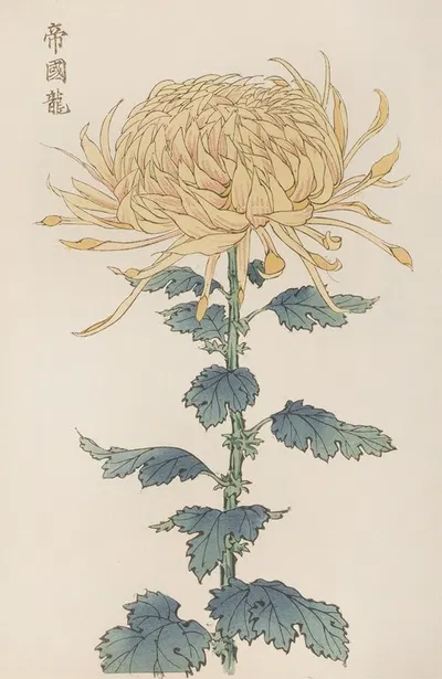Keika hyakugiku, Pl.26 by Keika Hasegawa, 1893 — digital art print download