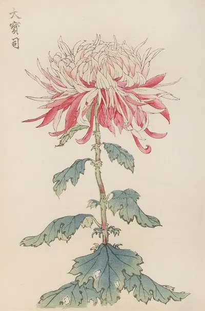 Keika hyakugiku, Pl.28 by Keika Hasegawa, 1893 — digital art print download