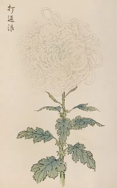 Keika hyakugiku, Pl.29 by Keika Hasegawa, 1893 — digital art print download