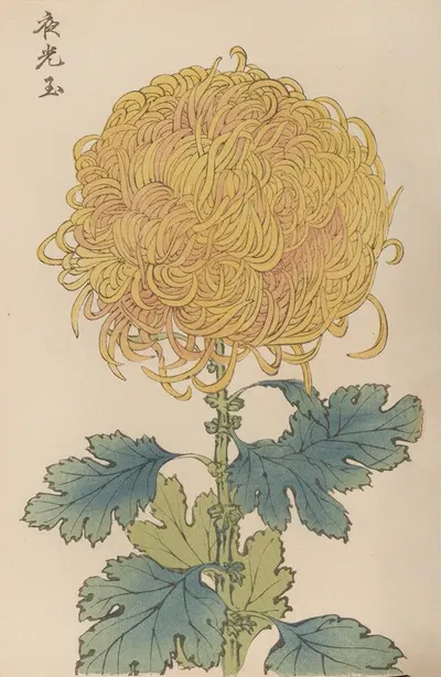 Keika hyakugiku, Pl.31 by Keika Hasegawa, 1893 — digital art print download
