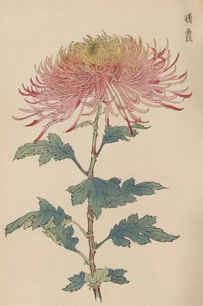 Keika hyakugiku, Pl.32 by Keika Hasegawa, 1893 — digital art print download