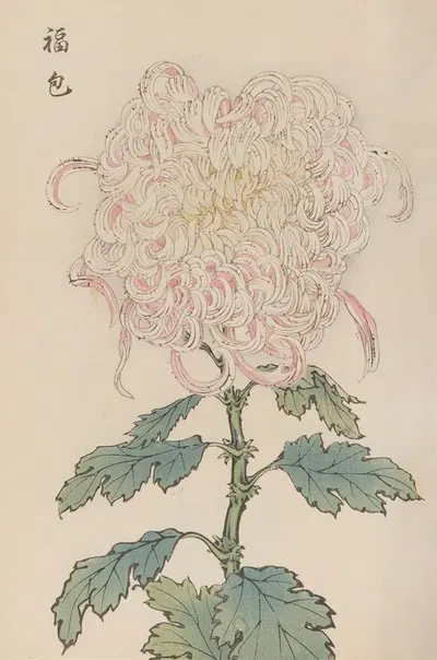 Keika hyakugiku, Pl.34 by Keika Hasegawa, 1893 — digital art print download