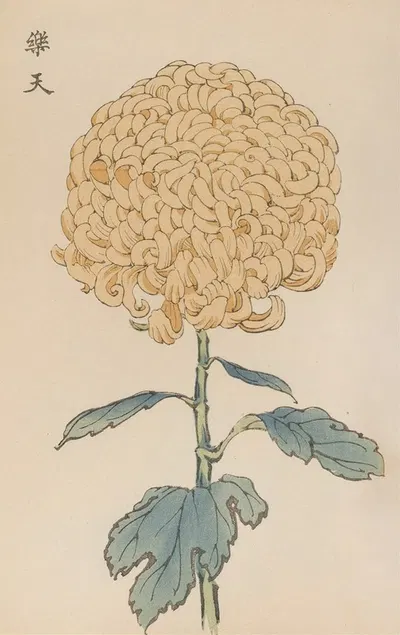 Keika hyakugiku, Pl.35 by Keika Hasegawa, 1893 — digital art print download