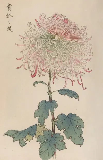 Keika hyakugiku, Pl.36 by Keika Hasegawa, 1893 — digital art print download