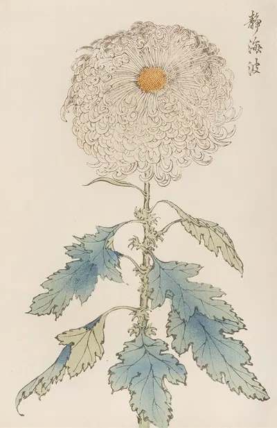 Keika hyakugiku, Pl.37 by Keika Hasegawa, 1893 — digital art print download