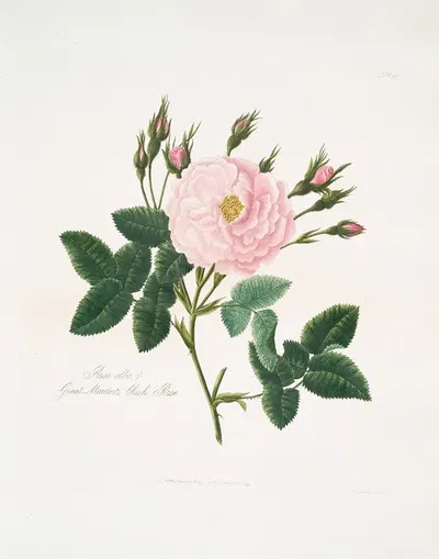 Rosa alba or Great maiden's blush rose. by Mary Lawrance, 1799 — digital art print download