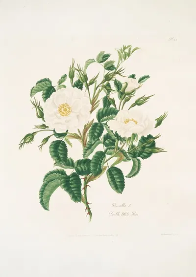 Rosa alba3 by Mary Lawrance, 1799 — digital art print download