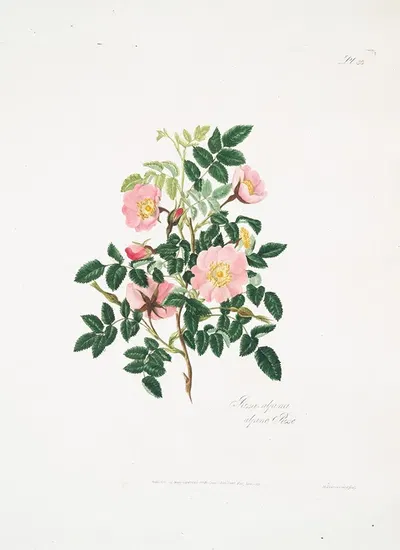 Rosa alpina by Mary Lawrance, 1799 — digital art print download