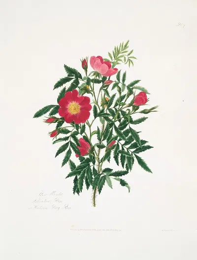 Rosa blanda by Mary Lawrance, 1799 — digital art print download