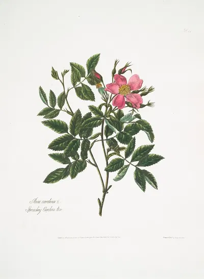 Rosa cardina by Mary Lawrance, 1799 — digital art print download